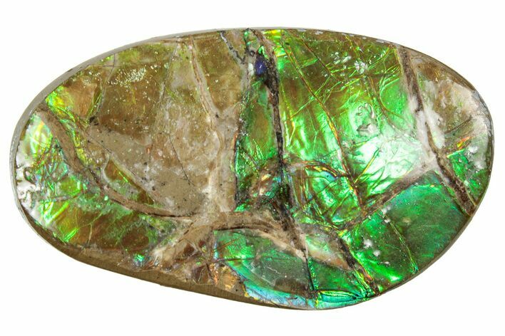 Flashy Ammolite (Fossil Ammonite Shell) - Brilliant Greens #357570
